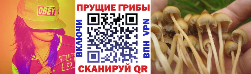 Галлюциногенные грибы Psilocybe  как найти закладки  Тула 